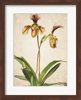 Orchids  1 Fine Art Print