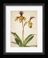Orchids  1 Framed Print
