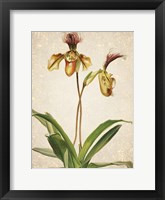 Orchids  1 Framed Print