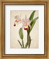 Orchids  2 Fine Art Print