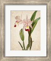 Orchids  2 Fine Art Print