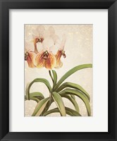Orchids 3 Fine Art Print