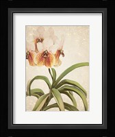 Orchids 3 Framed Print