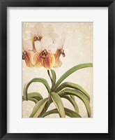 Orchids 3 Framed Print