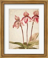 Orchids 4 Fine Art Print