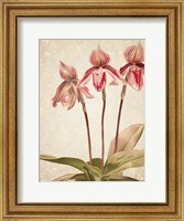 Orchids 4 Fine Art Print