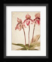 Orchids 4 Framed Print