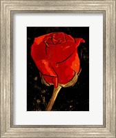 Golden Rose Fine Art Print