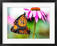 2 Butteflies Hanging Fine Art Print