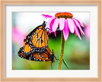 2 Butteflies Hanging Fine Art Print