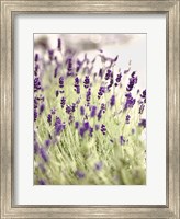 Lavender 2 Fine Art Print