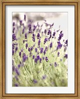 Lavender 2 Fine Art Print