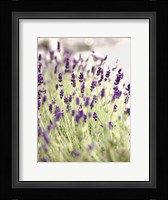 Lavender 2 Fine Art Print