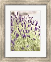 Lavender 2 Fine Art Print