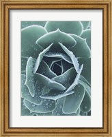 Succulent With Dew 1 Fine Art Print