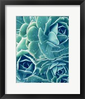 Succulents With Dew 2 Fine Art Print