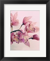 Pink Orchids Fine Art Print