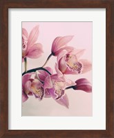 Pink Orchids Fine Art Print