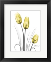 Illuminating Tulip Trio Fine Art Print