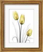 Illuminating Tulip Trio Fine Art Print