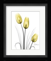 Illuminating Tulip Trio Framed Print