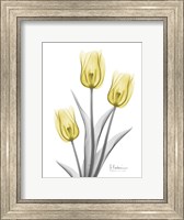 Illuminating Tulip Trio 2 Fine Art Print
