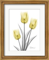 Illuminating Tulip Trio 2 Fine Art Print