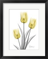 Illuminating Tulip Trio 2 Fine Art Print