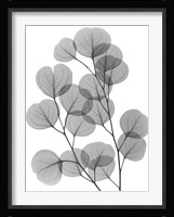 Eucalyptus Bunch Fine Art Print
