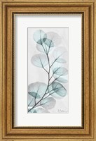 Eucalyptus Glow 1 Fine Art Print