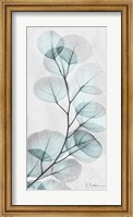 Eucalyptus Glow 1 Fine Art Print
