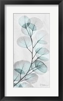 Eucalyptus Glow 1 Framed Print