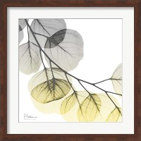 Brilliant Eucalyptus 2 Fine Art Print