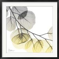 Brilliant Eucalyptus 2 Fine Art Print