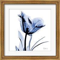 Indigo Softened Tulip Fine Art Print