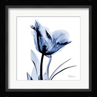 Indigo Softened Tulip Fine Art Print