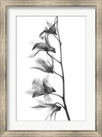 Orchid Fine Art Print
