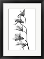 Orchid Fine Art Print