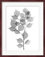 Myrtle Tree L182 Fine Art Print