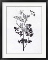 Pressed Herbs 2 Fine Art Print