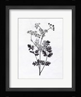 Pressed Herbs 2 Framed Print
