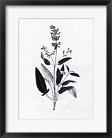 Pressed Herbs 3 Fine Art Print
