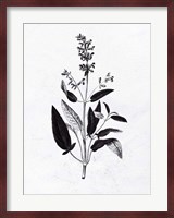 Pressed Herbs 3 Fine Art Print