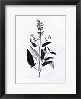 Pressed Herbs 3 Framed Print