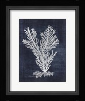 Sea Fan 2 Fine Art Print
