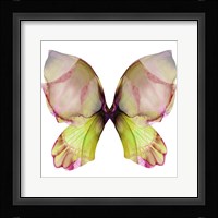 Floral Butterfly 2 Fine Art Print
