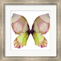 Floral Butterfly 2 Fine Art Print