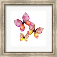 Floral Butterfly Trio Fine Art Print