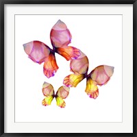 Floral Butterfly Trio Fine Art Print