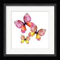 Floral Butterfly Trio Fine Art Print